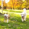 Wireless Electric Invisible Dog Fence