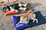 Dog Helios Expedition Sporty Camping Pillow Dog Bed