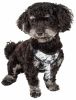 Pet Life 'Bonatied' Mesh Reversible Harness W/Designer NeckTie